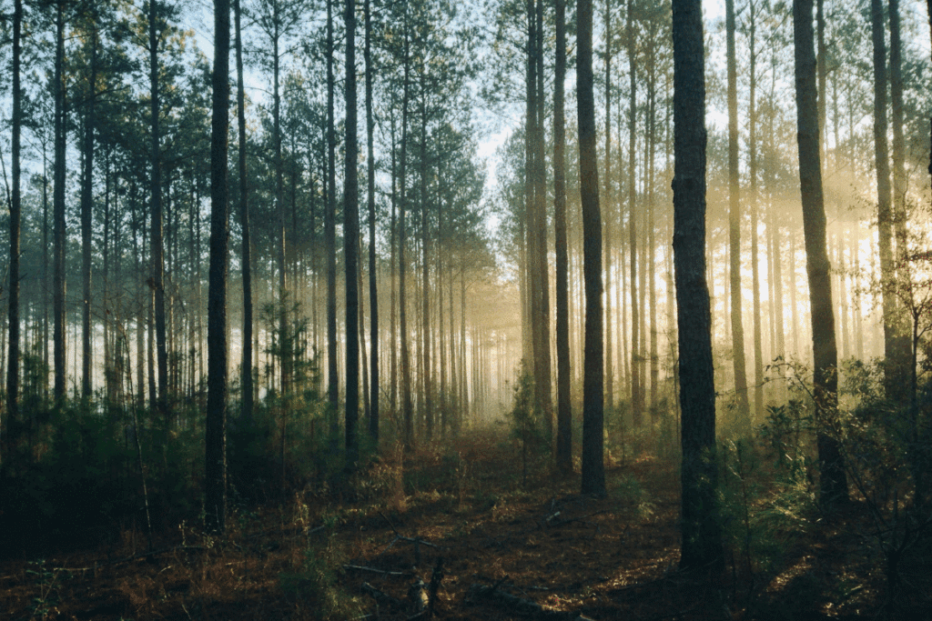 Bäume im Wald mit durchscheinendem Sonnenlicht.